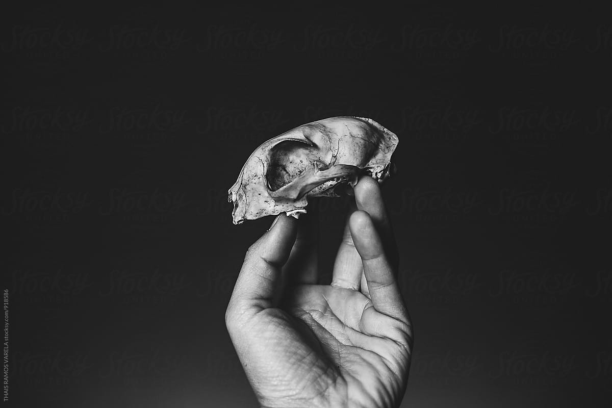 hand showing a cat skull