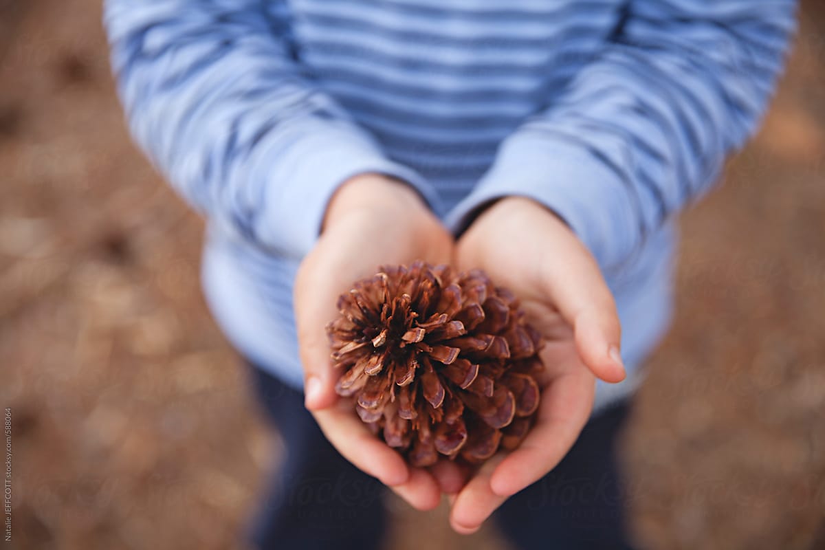 close up of boy holding a pine cone