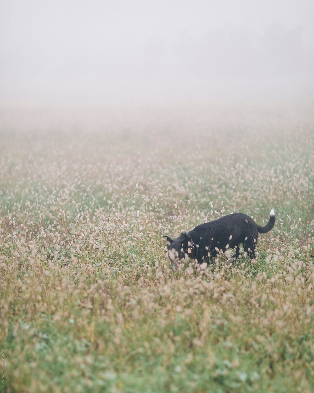 Dog exploring field in foggy morning