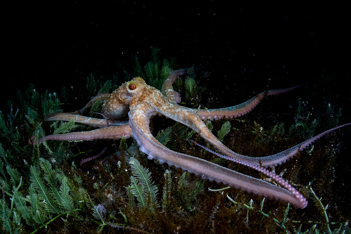 Caribbean Reef Octopus at Night