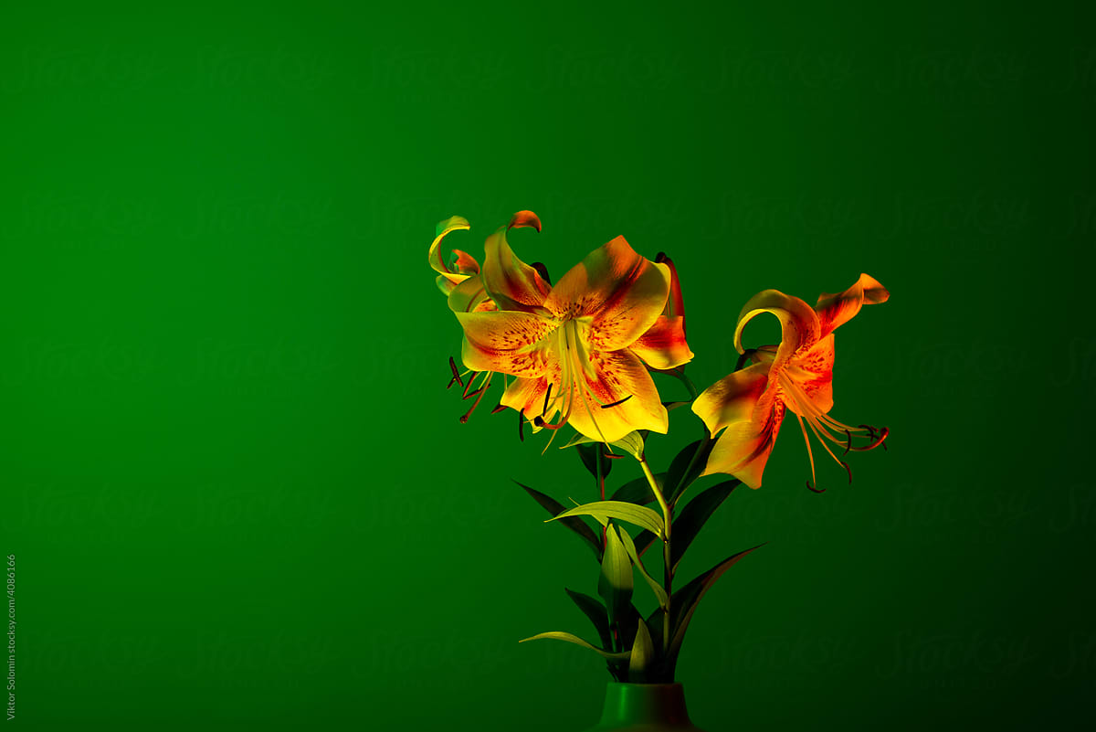 Tender spotted lilies in vase on green background
