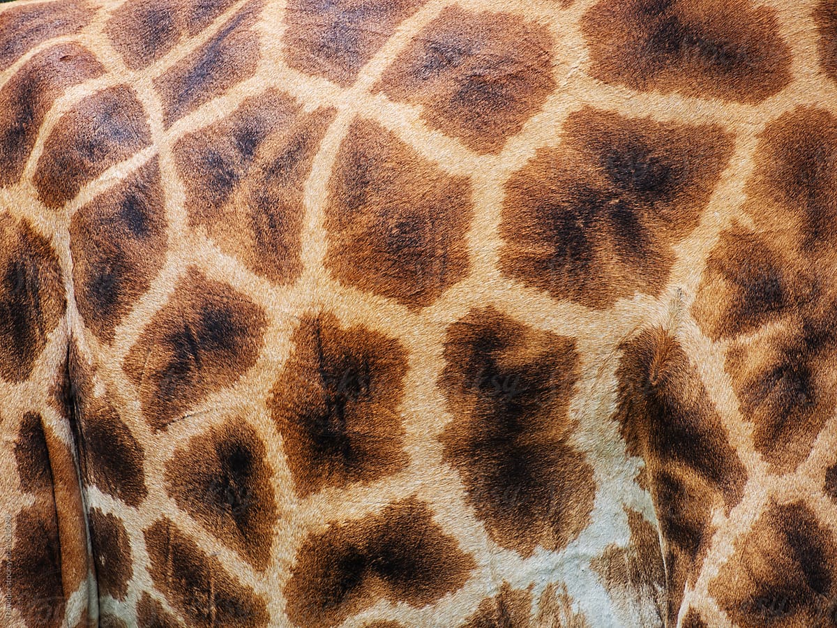 Giraffe skin. Kenya