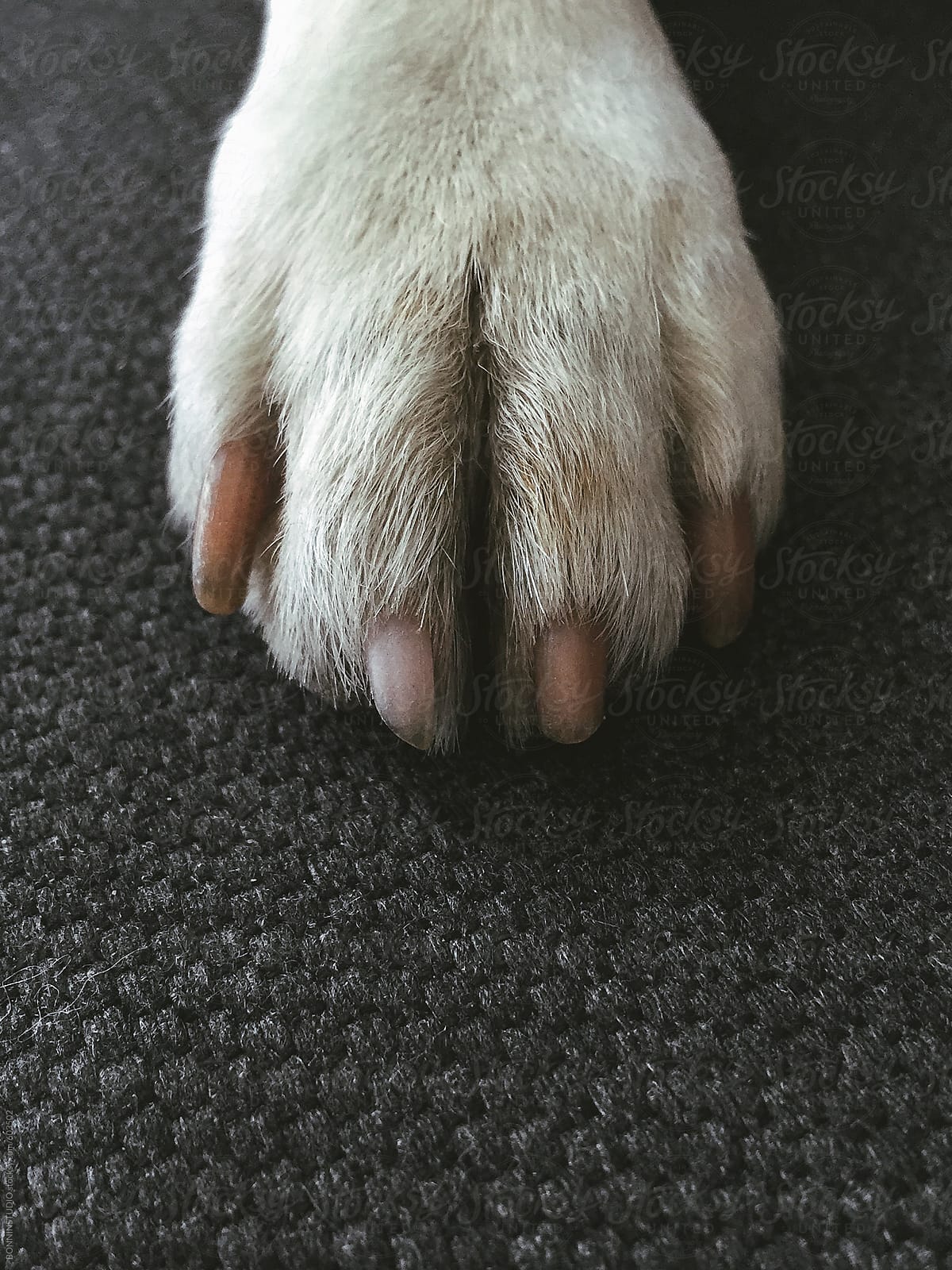 Overhead of a dog's white paw.