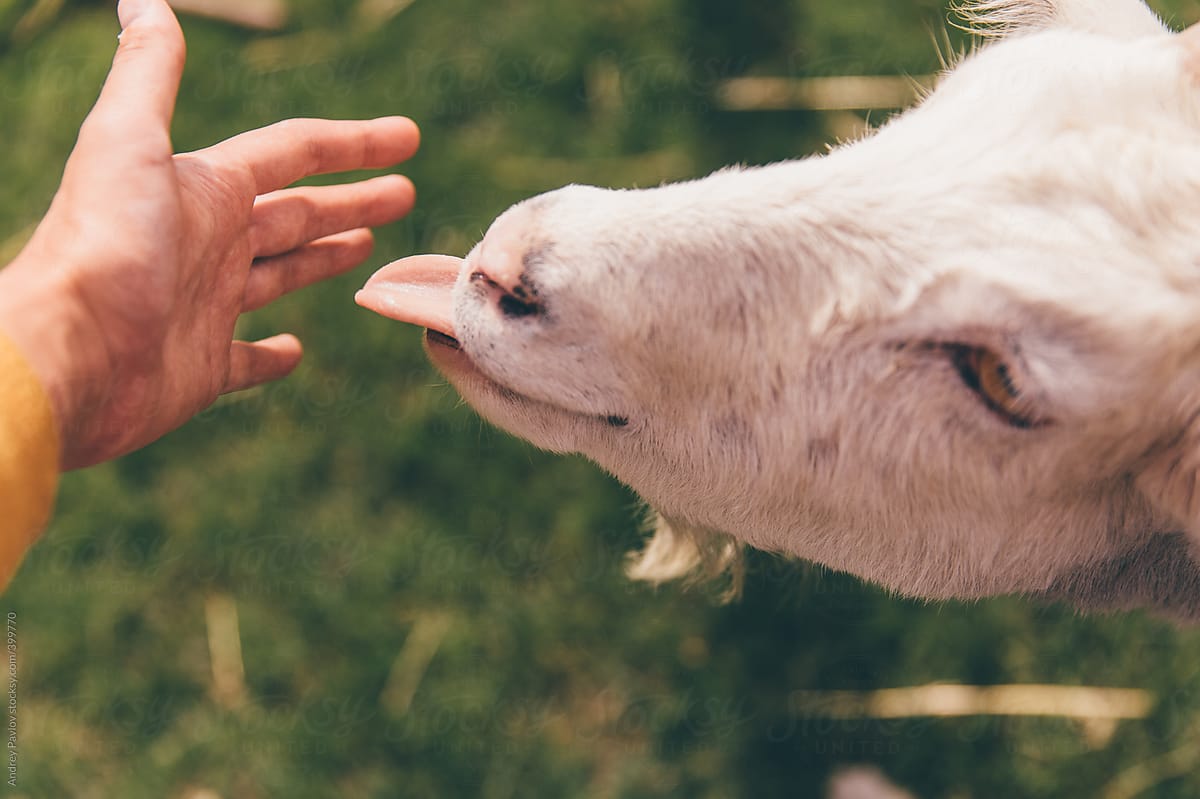 Goat trying to lick hand