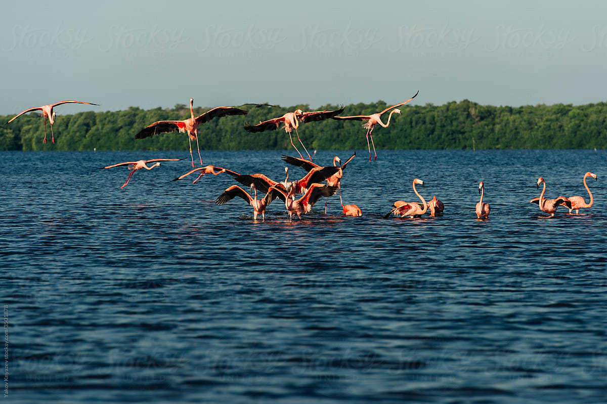 Pink Flamingos In Lagoon