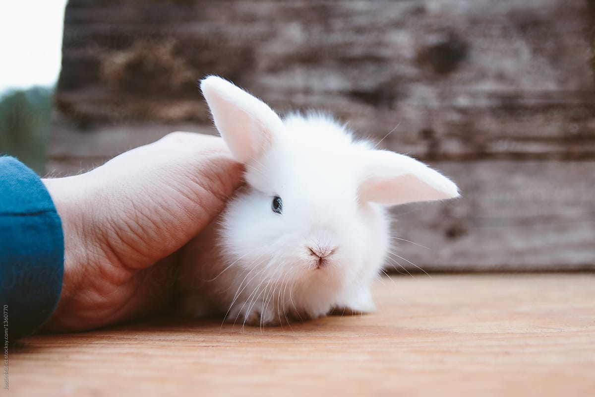 Petting a little white bunny.