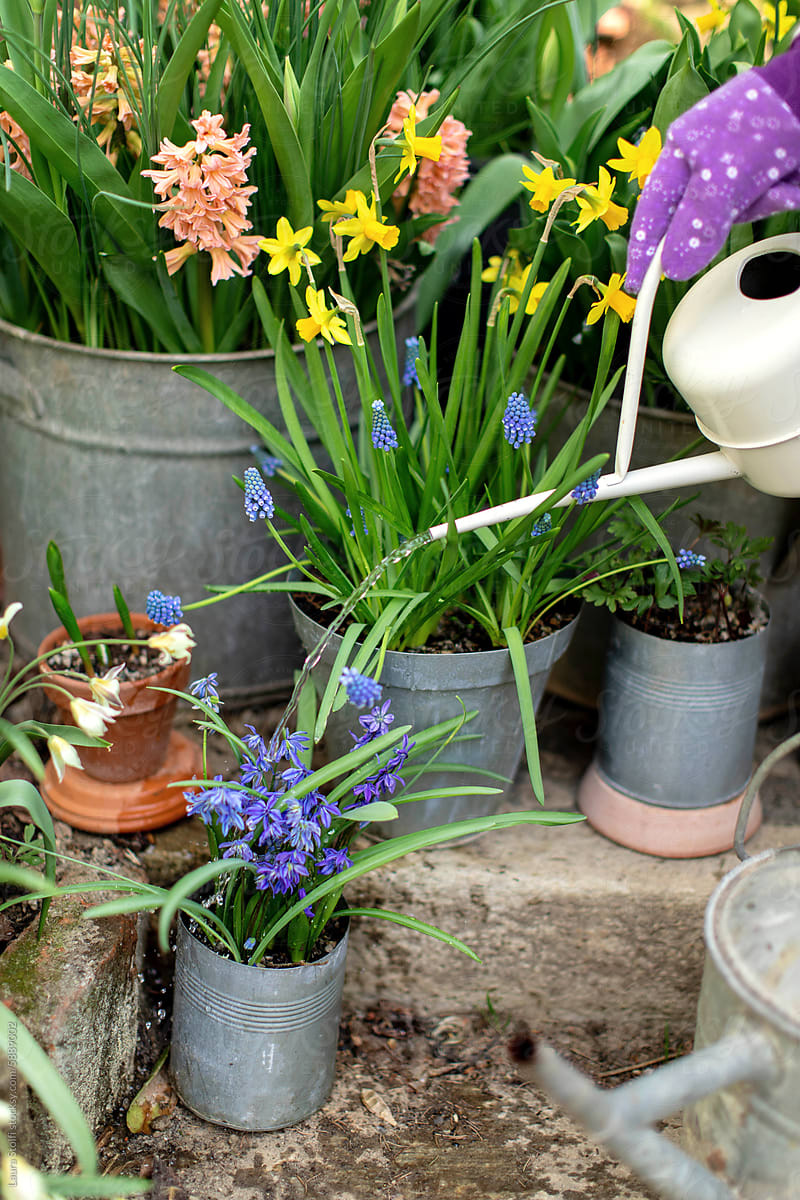 Unrecognizable woman watering flower pots