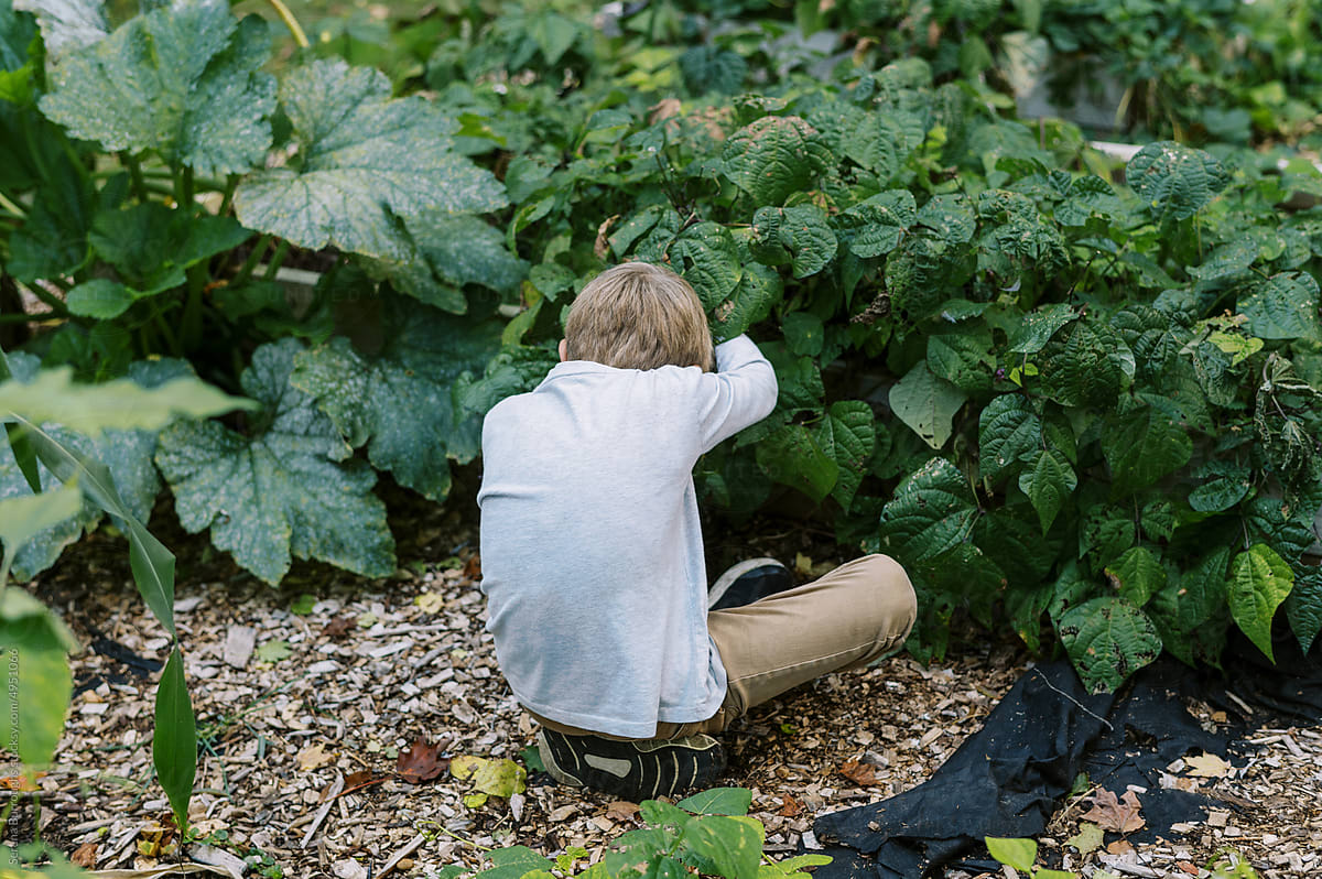 Little boy picking beans in the garden