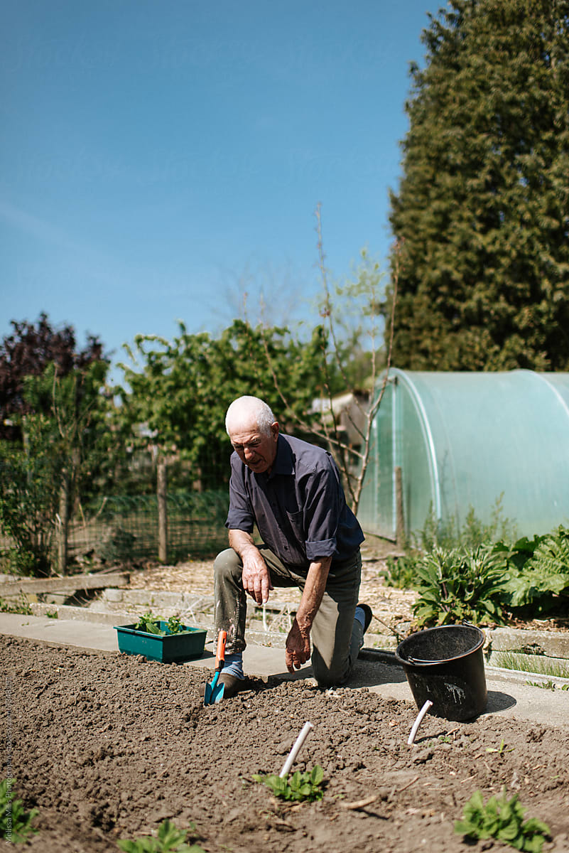 Old man working in his kitchen garden