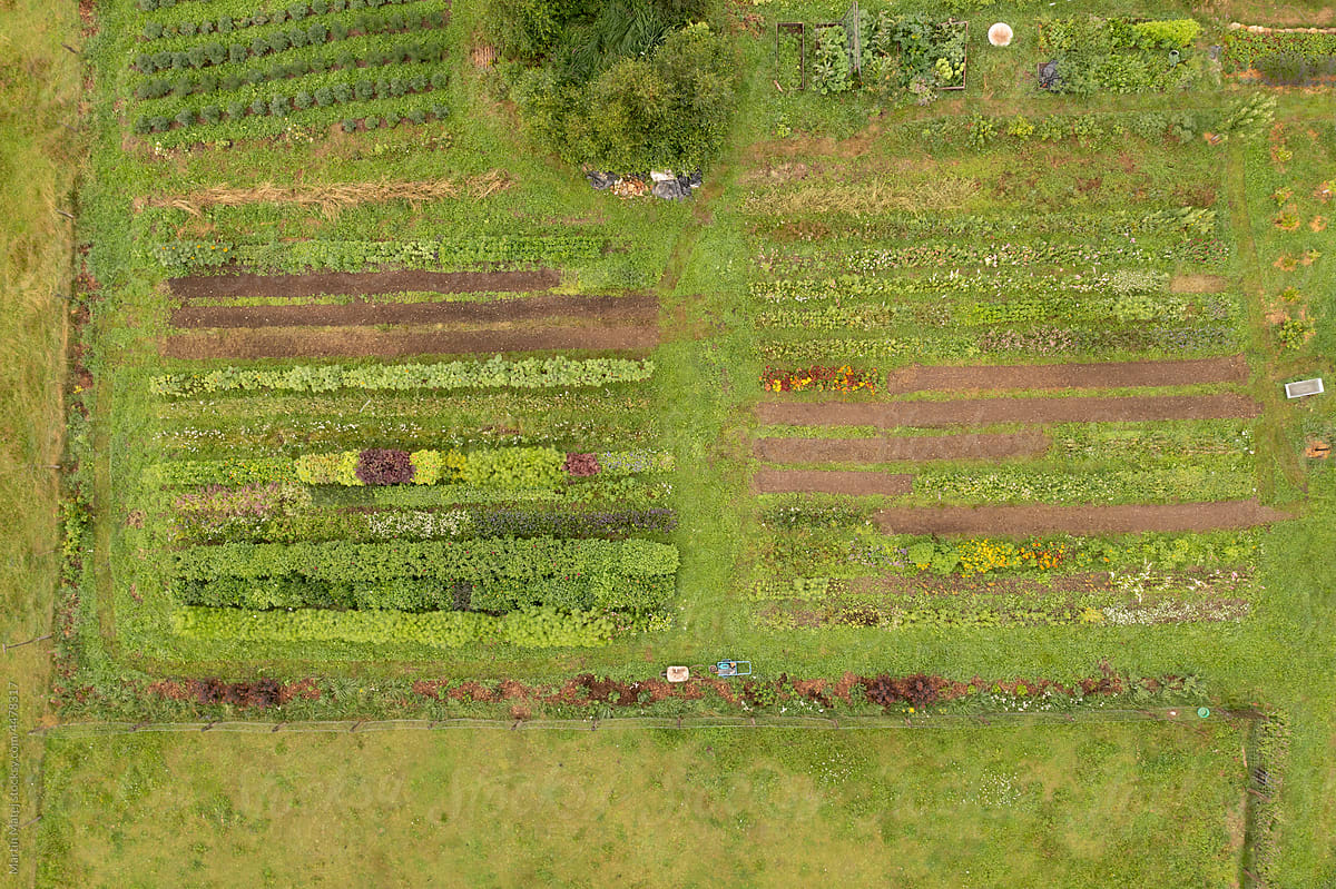 Flower farm from aerial view