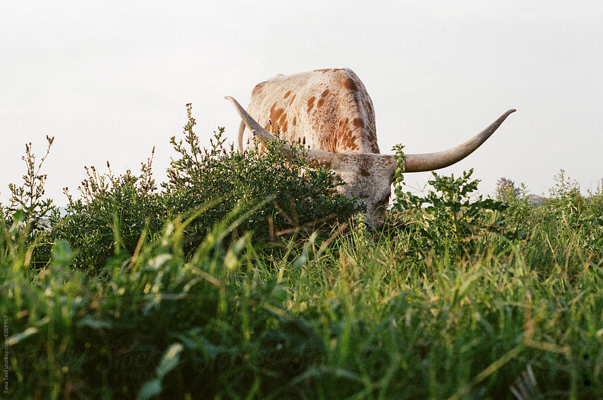 longhorn cow grazing in pasture