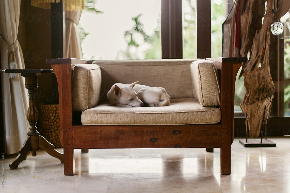 White dog sleeping on the air chair in luxury villa
