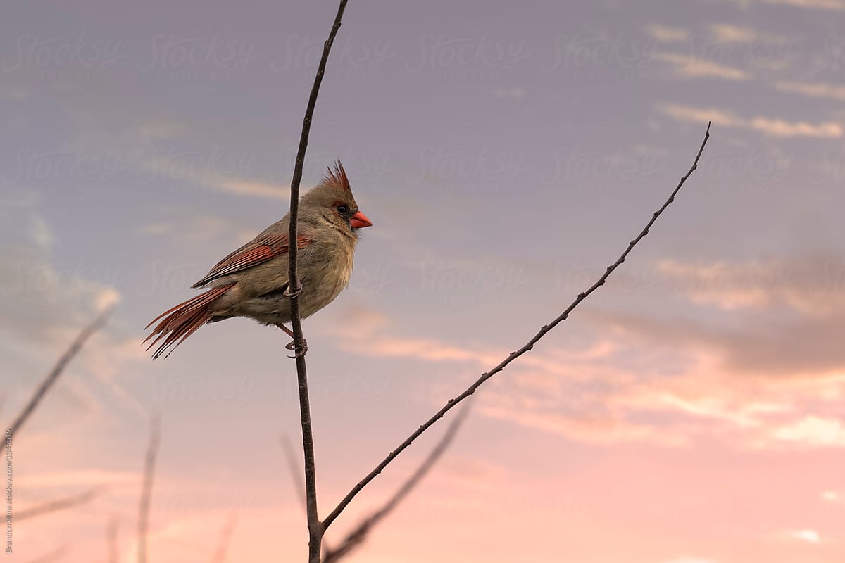 Female Cardinal Bird in the Winter