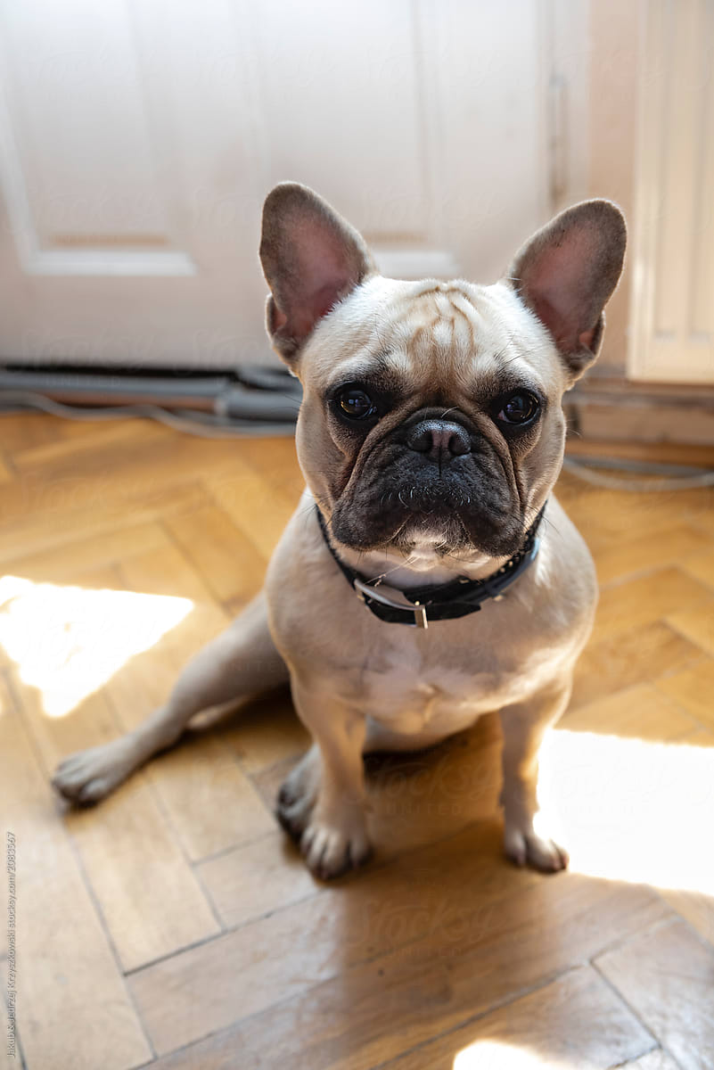 Adorable French Bulldog Puppy looking up