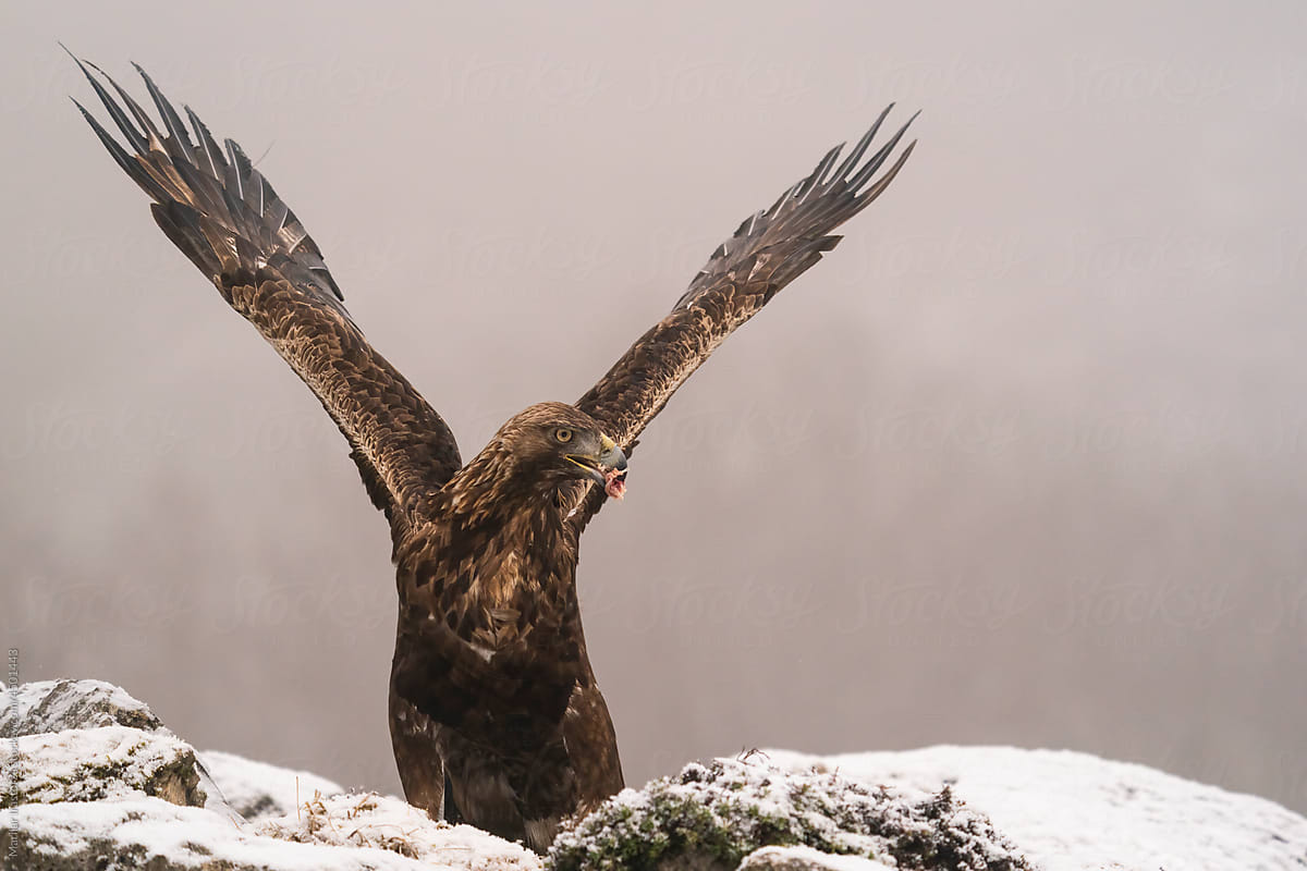 Golden Eagle With Outstretched Wings And Meat In Its Beak