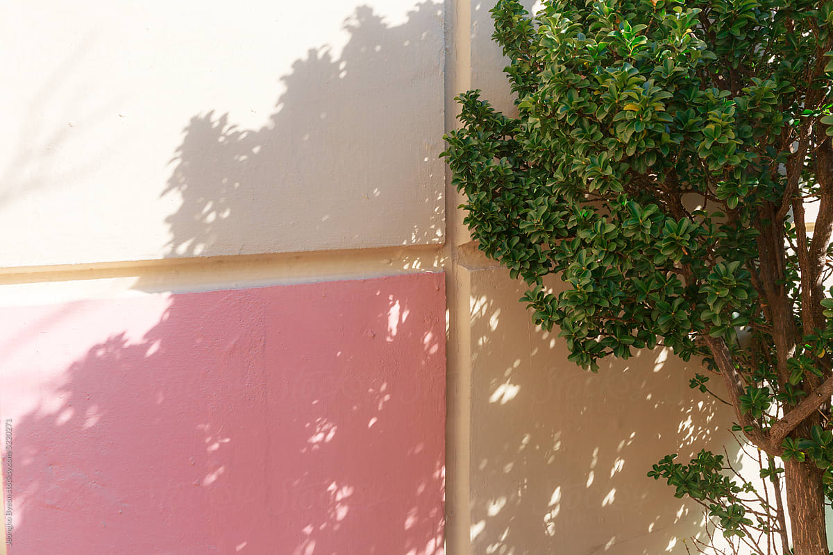 Pink wall and tree shadow close-up.