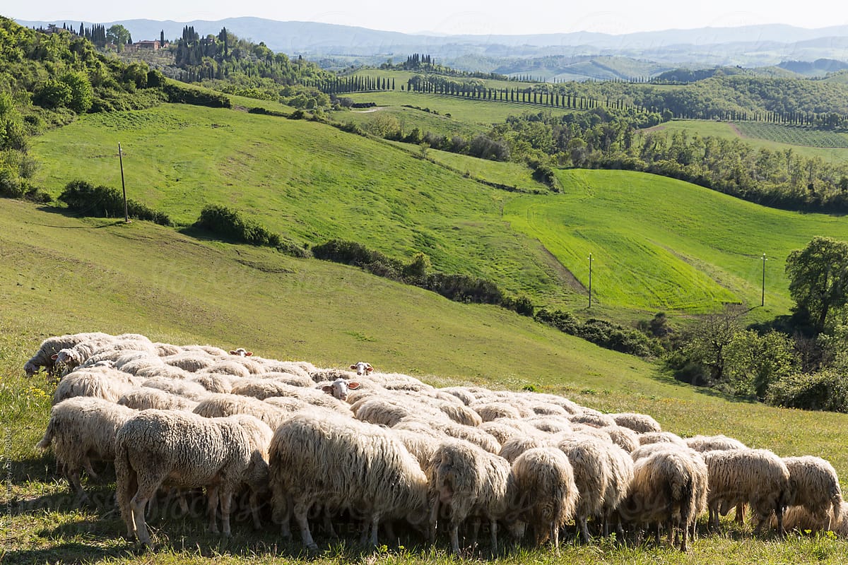 Flock of sheep on tuscan field