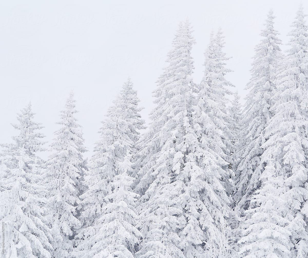 Beautiful snow covered evergreen forest