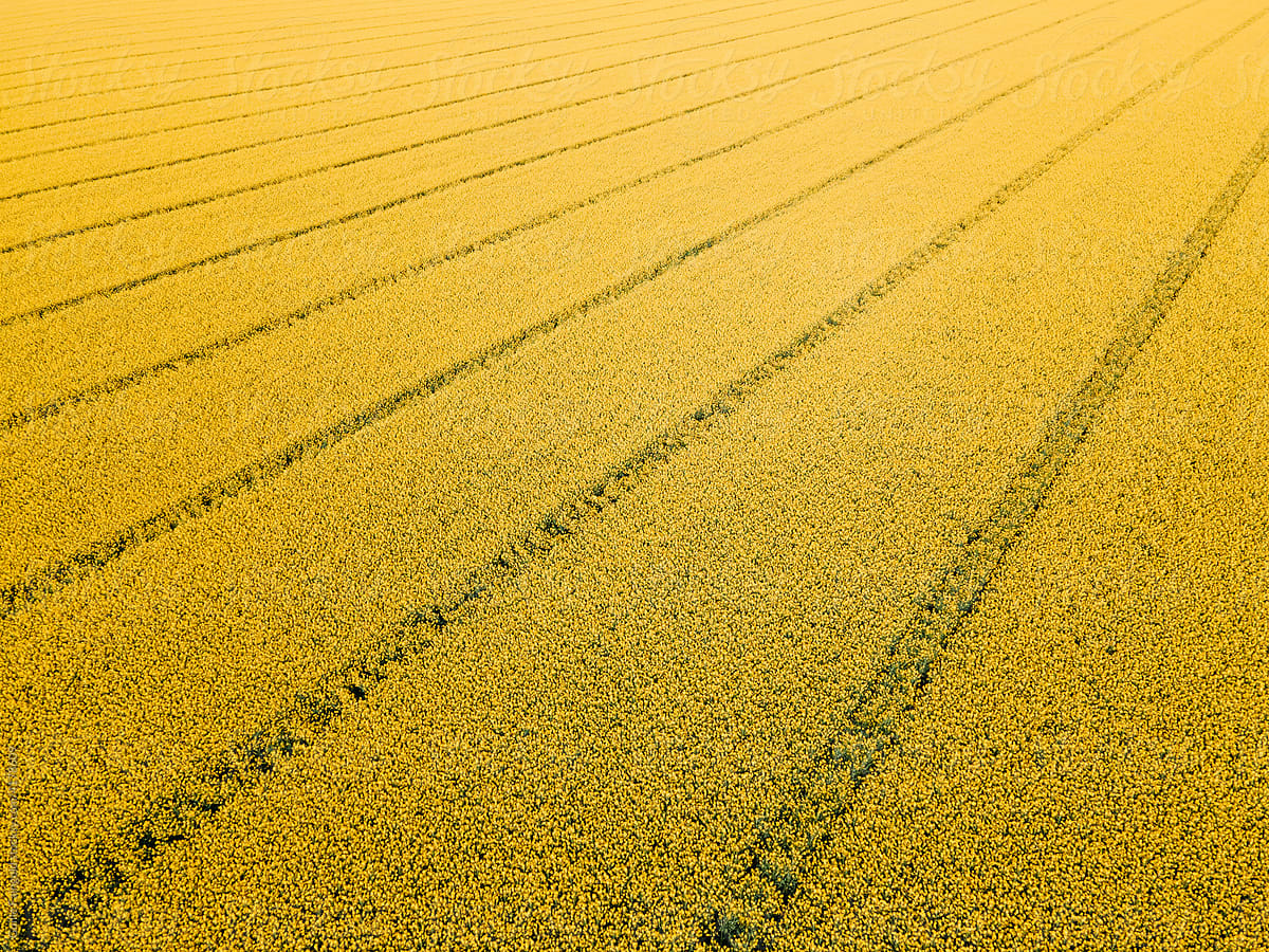 Abstract yellow field with lines.