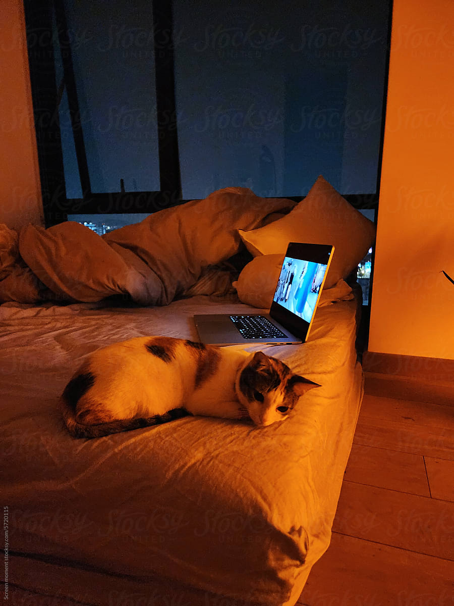The cat sleeps on the bed next to the laptop