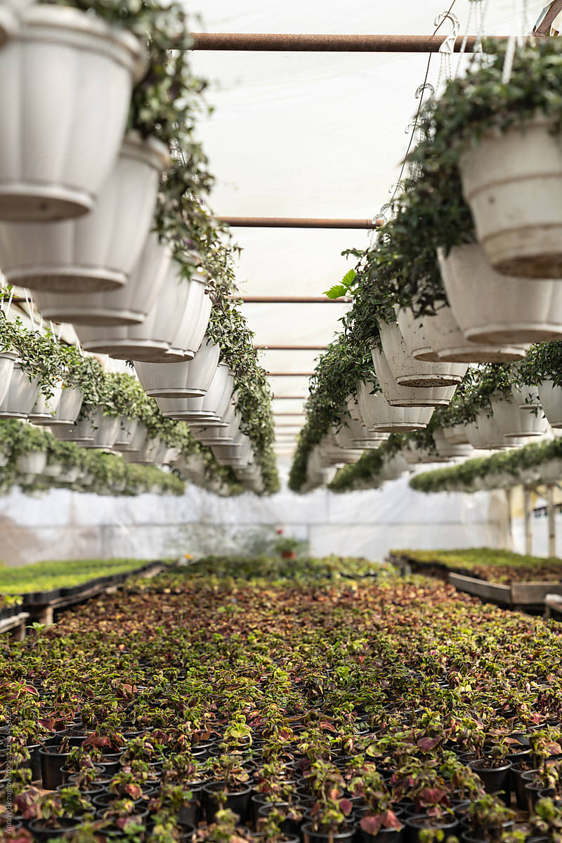 Interior of greenhouse with many growing flowers