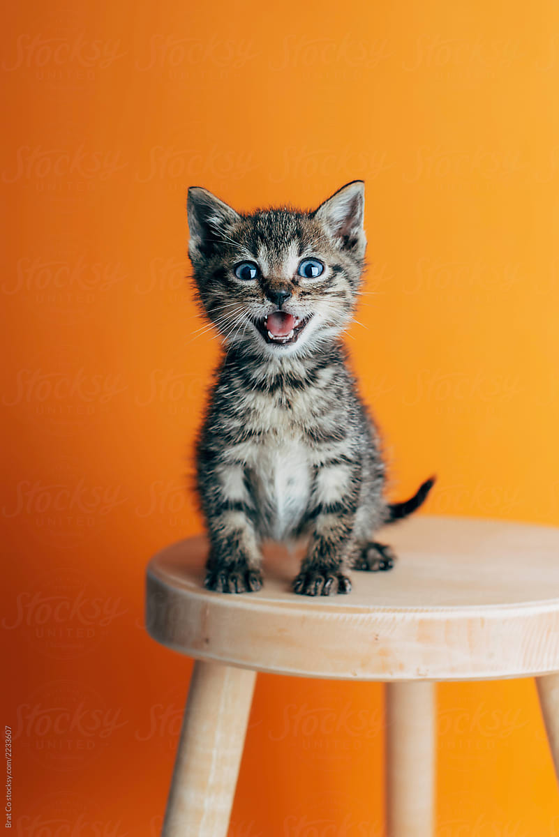 humor Forekomme pensum Cute Little Cat by Brat Co