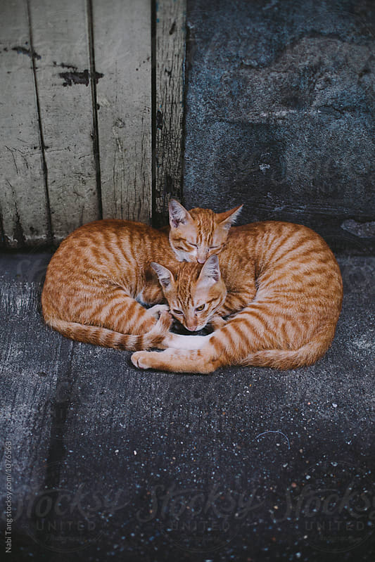 Twin cats sleeping together on the street in Bangkok