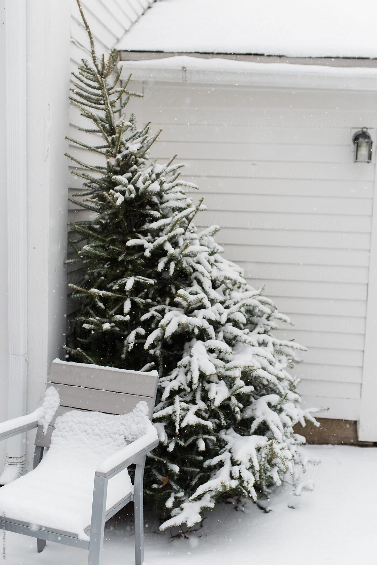 discarded Christmas tree with snow