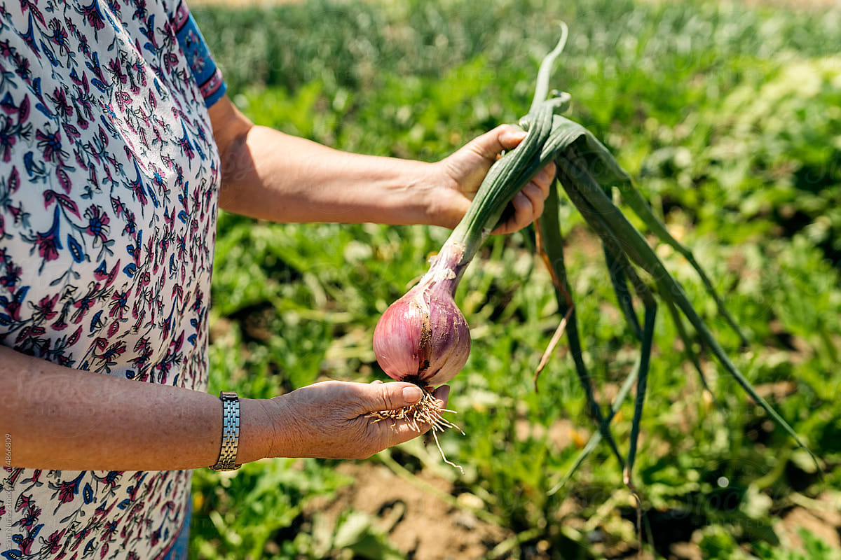 Mature woman holding onion