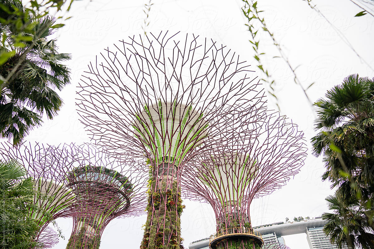 View Of Many Singapore Supertrees At Cloudy Day