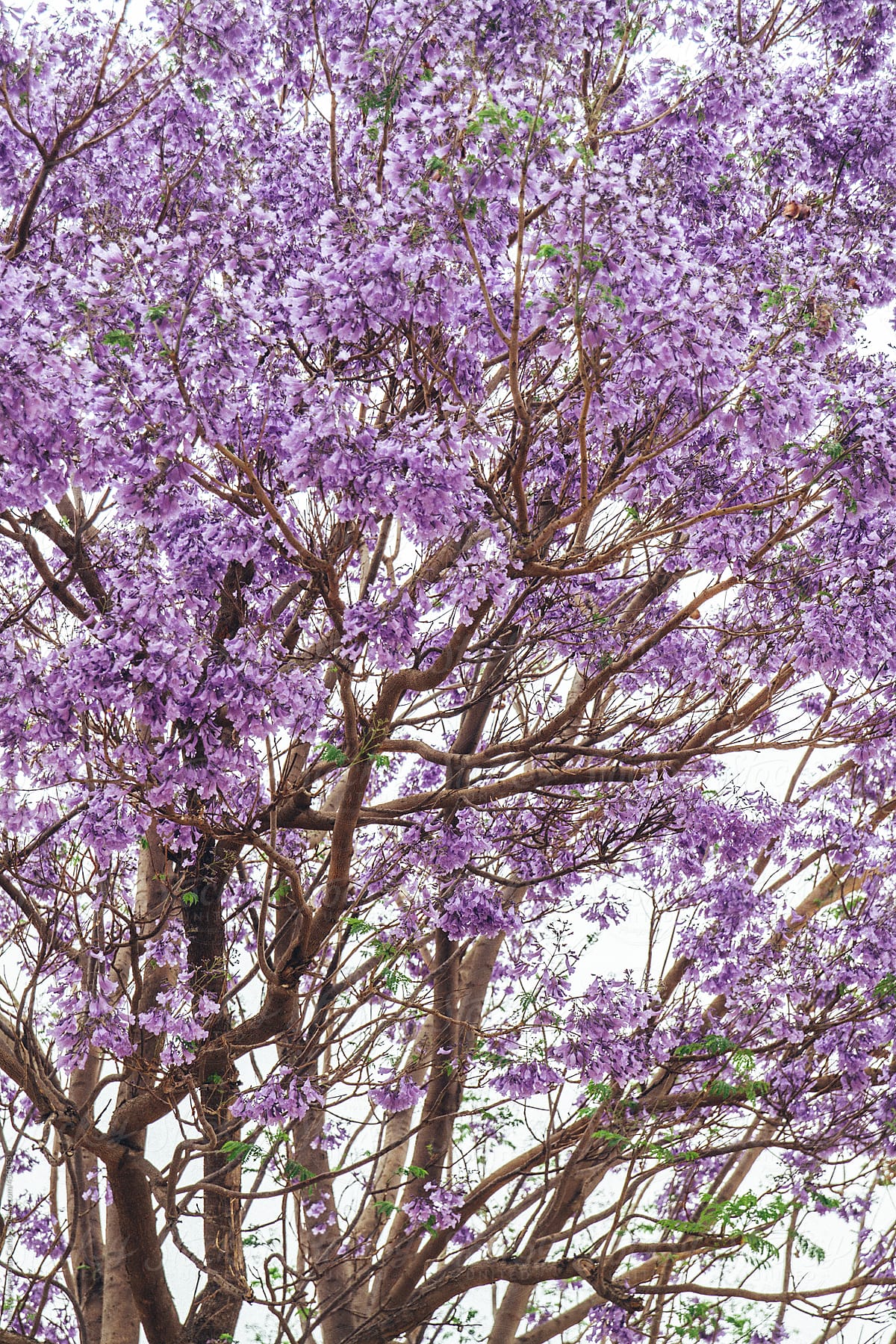 Jacaranda purple tree detail