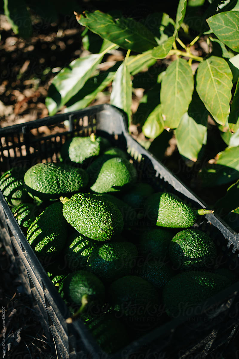 Box with avocados in countryside