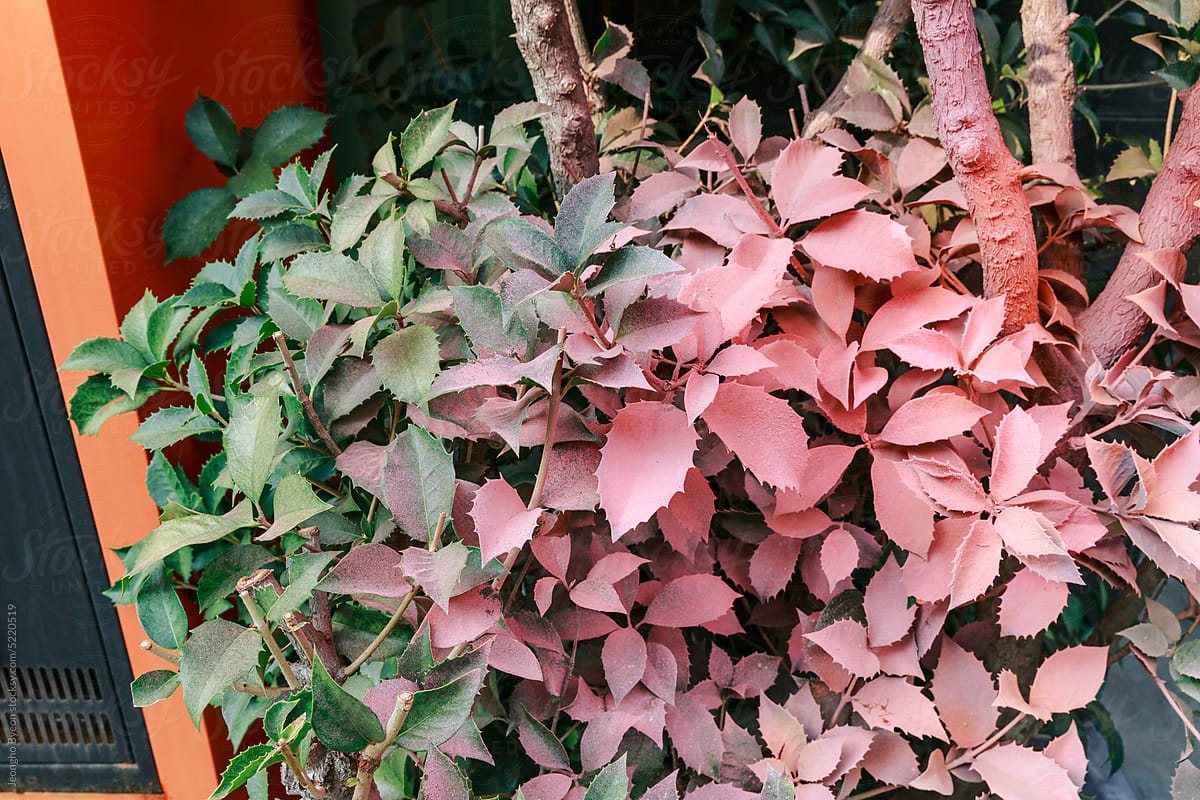 Close-up of leaves painted in pink.