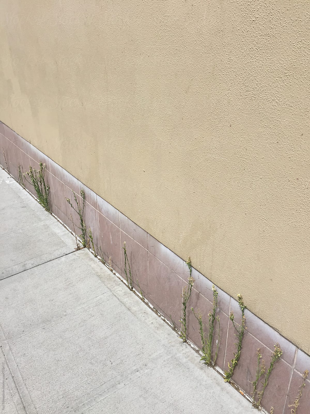 Weeds growing along urban sidewalk