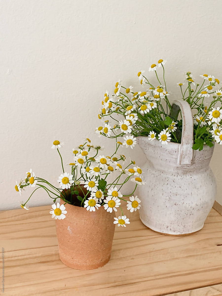 Daisy Flowers in Vase