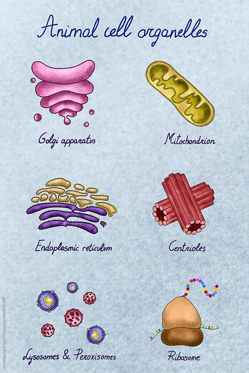 Collection of animal cell organelles illustration