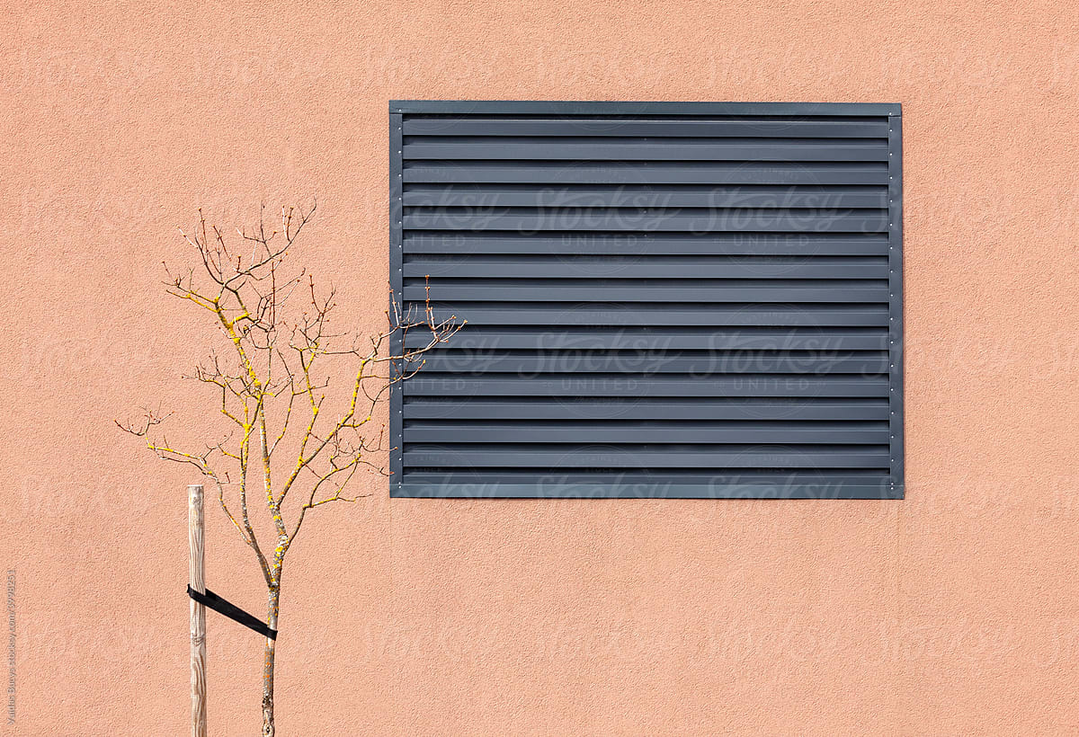 Young tree against wall and window closed with shutters