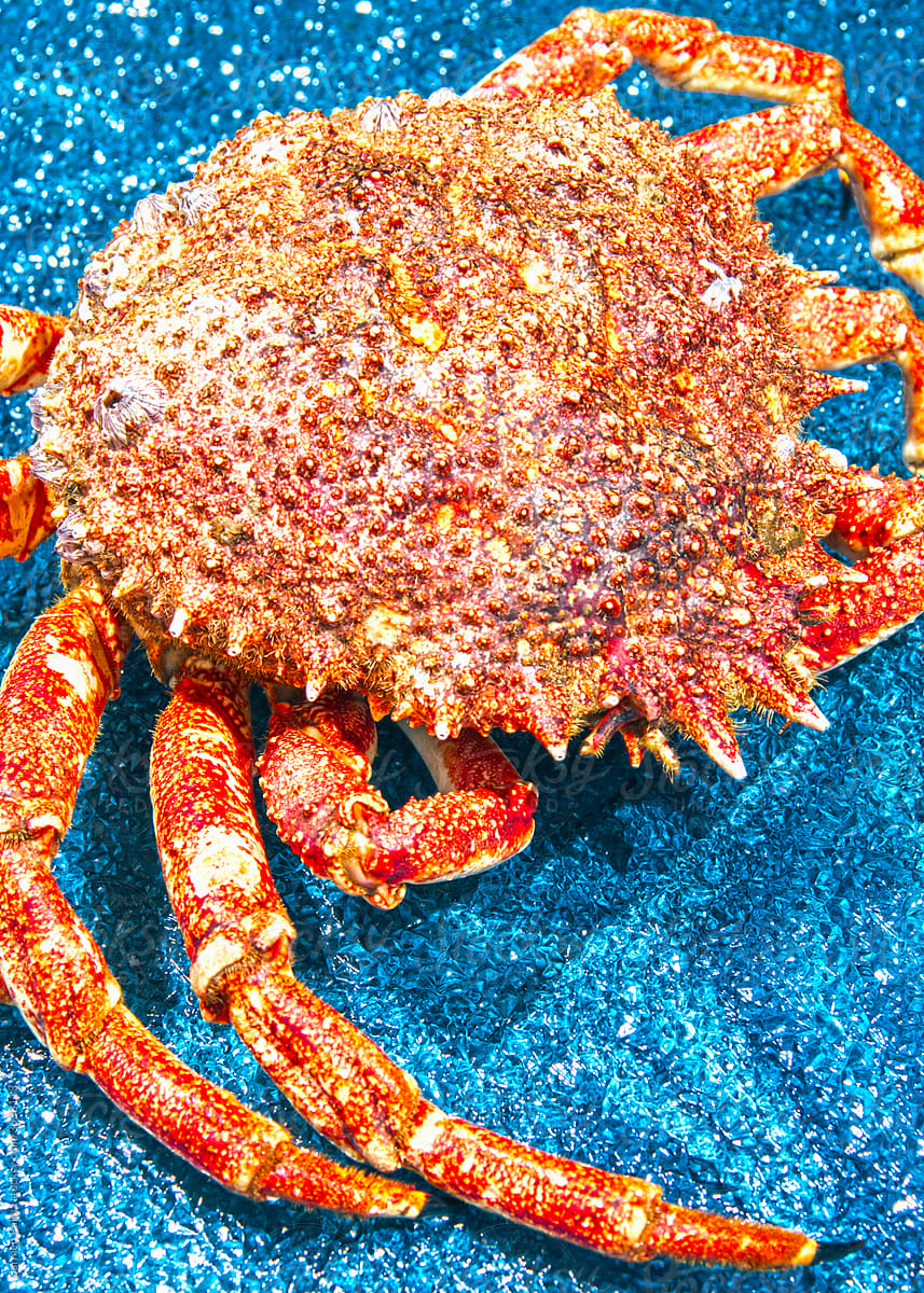 King crab on a blue texture surface