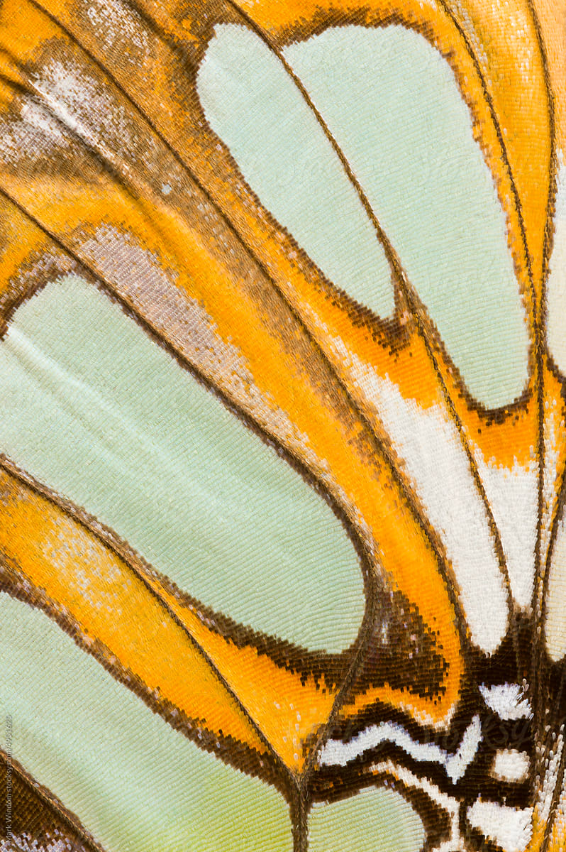'The Malachite' Butterfly Wing, close up