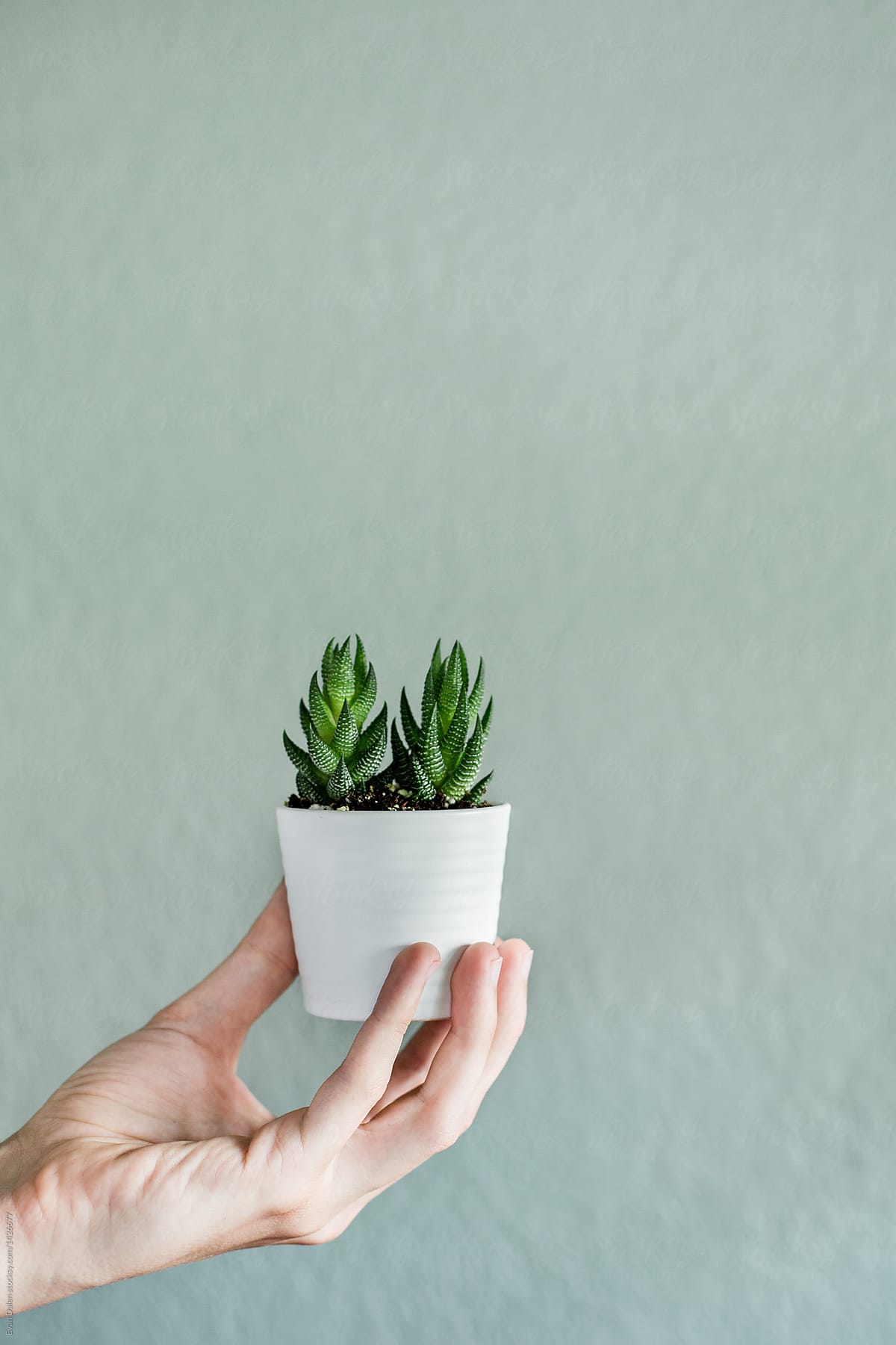 Small Succulent Being Held In White Pot.