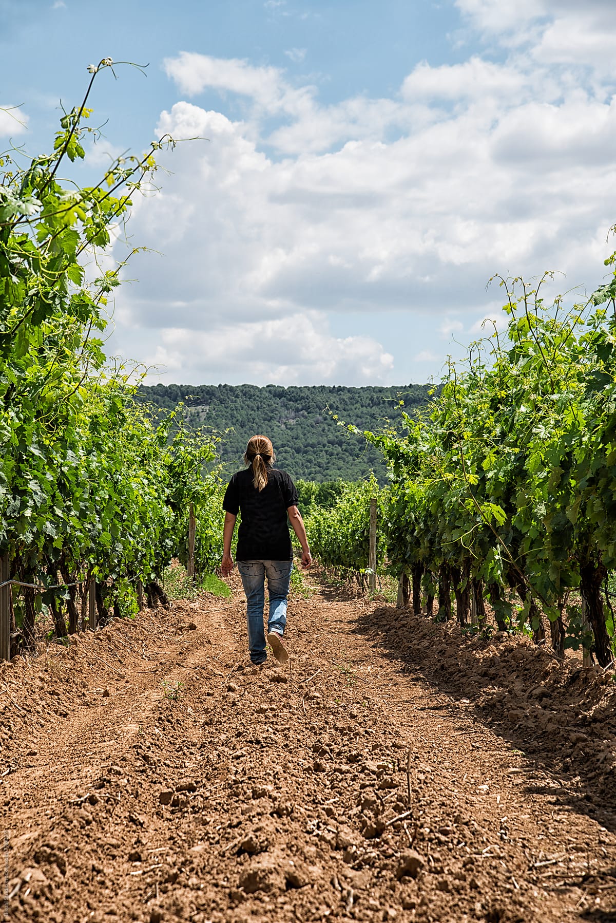 An enologist inspects a vineyard in Ribera del Duero