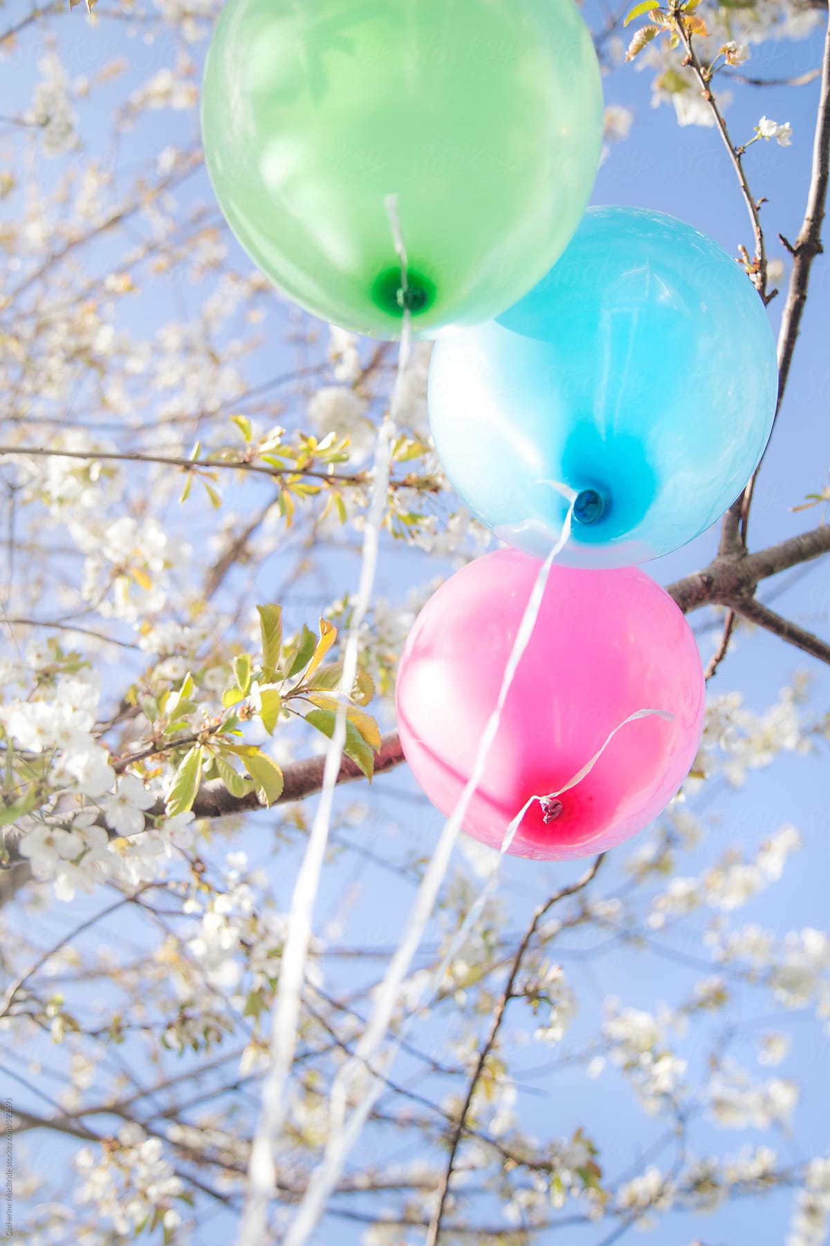 Balloons in Cherry Blossoms...