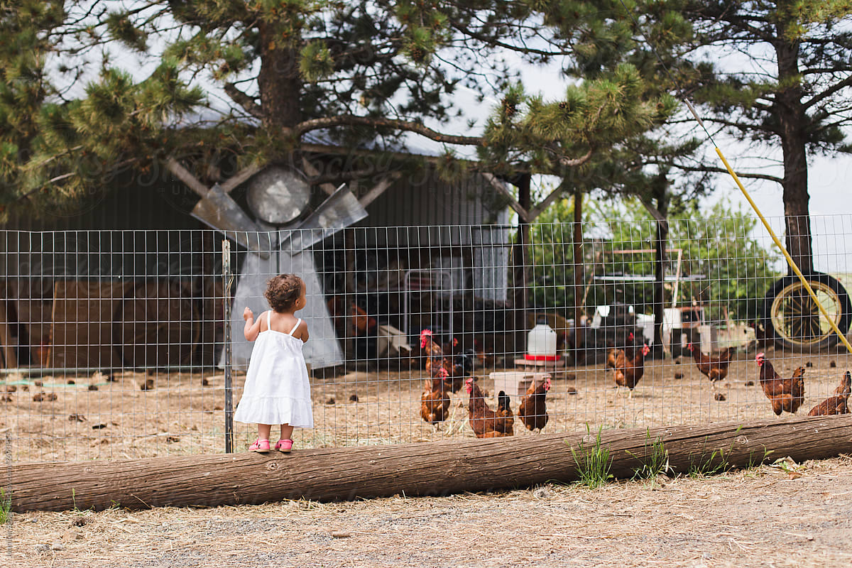 toddler in dress looks into chicken enslosure