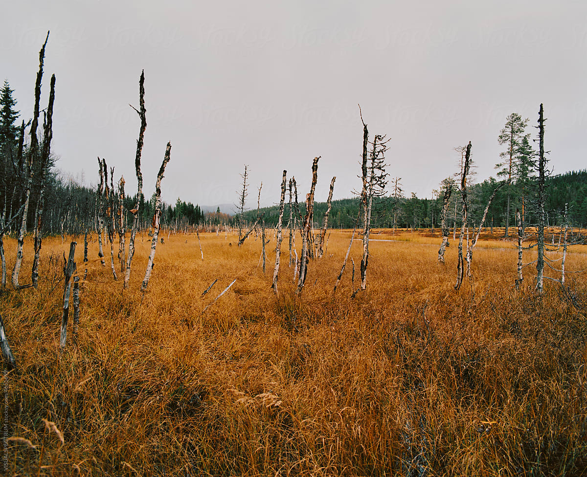 Dead Birch Trees in Golden Swamp