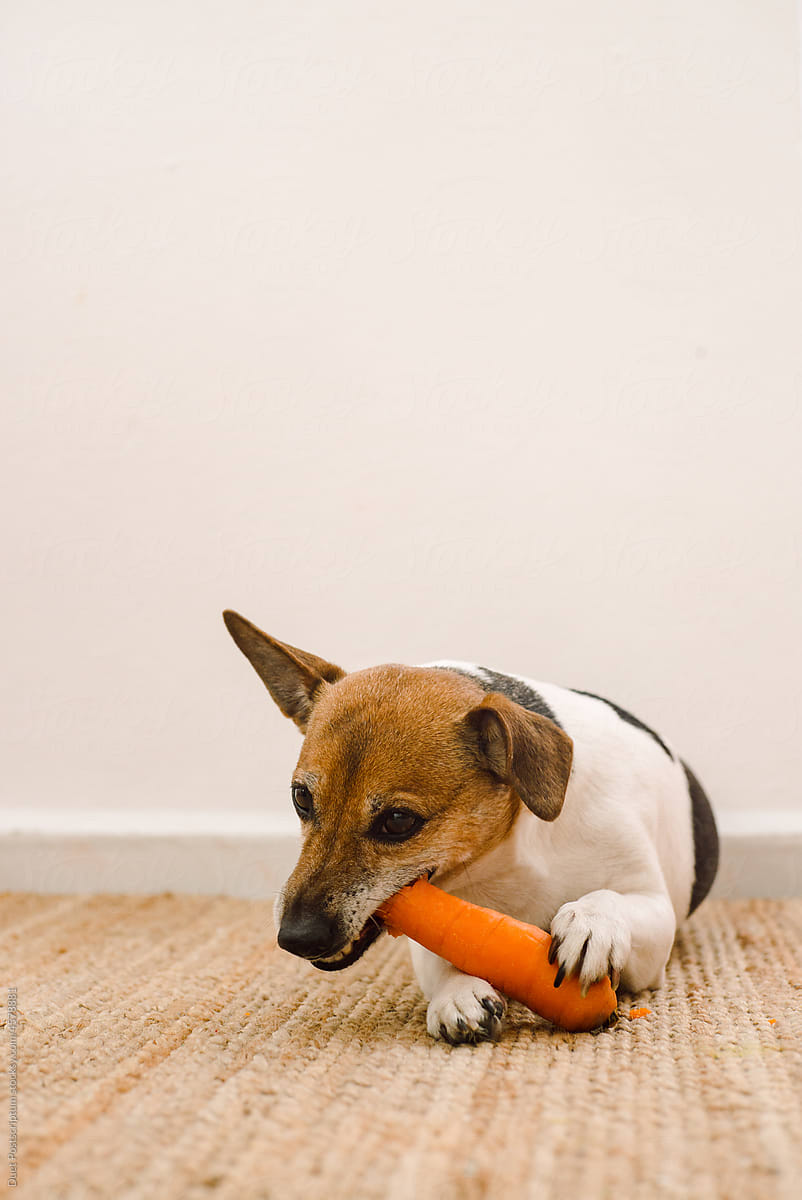 Small dog chewing on a carrot
