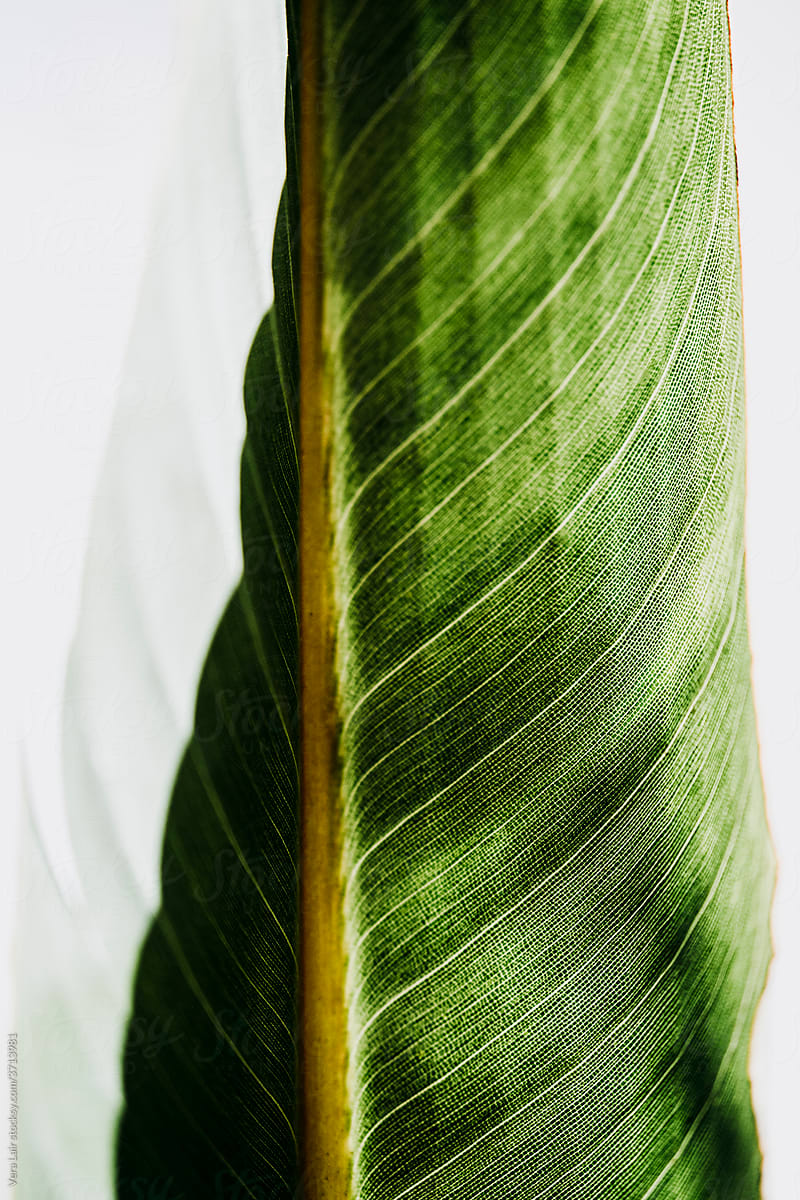 leaf of Bird of paradise plant