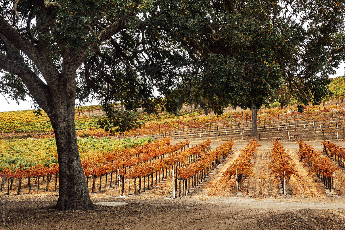 California Oak Tree and Vineyard in the Fall
