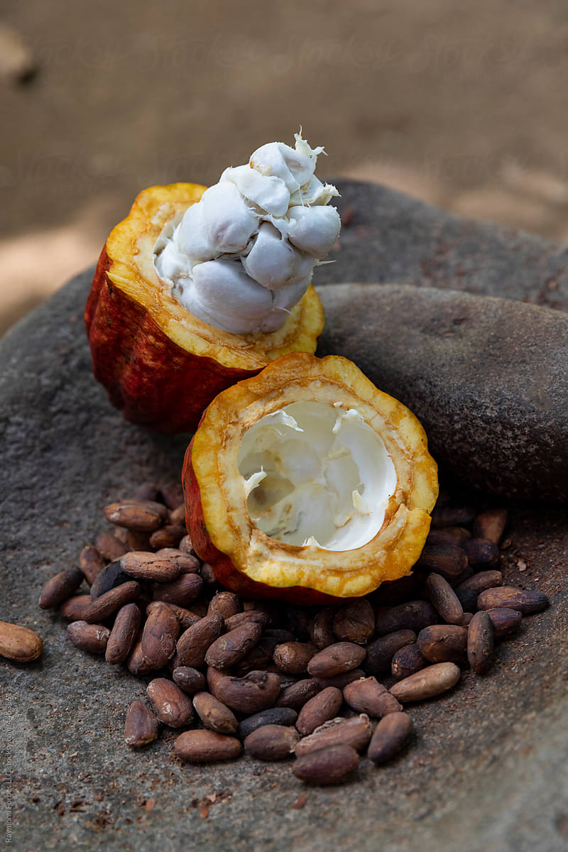 single Cocoa Pod pod with cacao Seeds