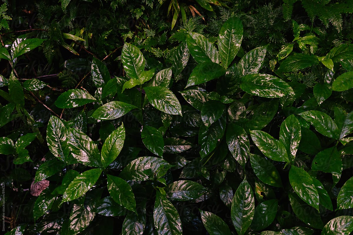 Rainforest leaves in Puerto Rico