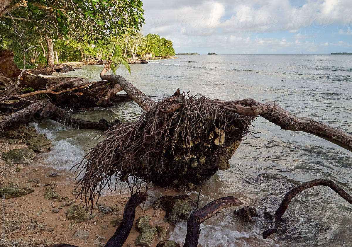 Uprooted fallen coconut palm trees - sea level rise, Pacific island